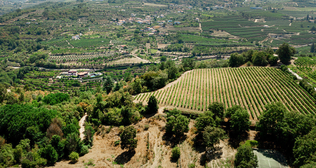Die Geschichte des griechischen Weins – von der Antike bis zur modernen Renaissance