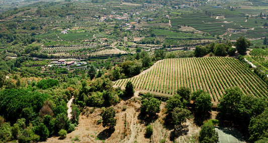 Die Geschichte des griechischen Weins – von der Antike bis zur modernen Renaissance